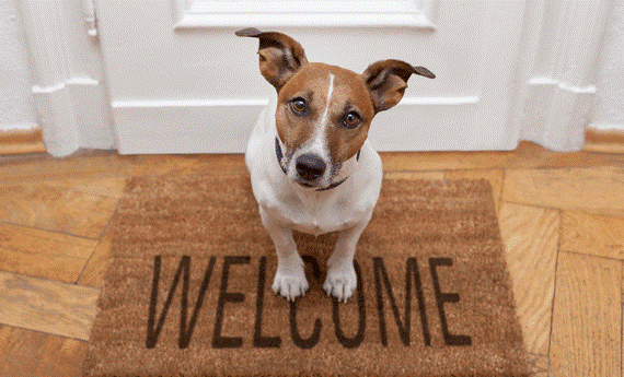 Are You A Pet Friendly Landlord?